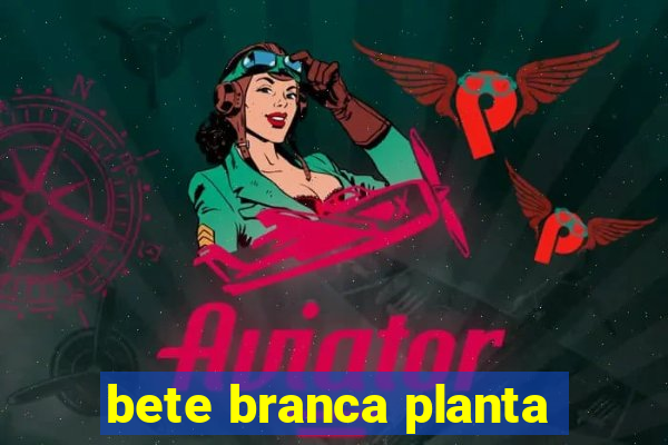 bete branca planta